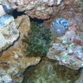 Green Frogspawn