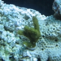Green Montipora Digita (I think?)