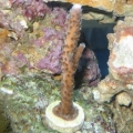 Acropora Staghorn (I think?)