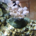 Pulsating Xenia