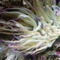 Pink Tip Anenome