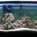 My humble aquarium