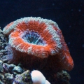 the acans are growing