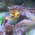 porcelain crab