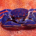 porcelain crab