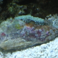 Clam + Ricordia