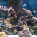 The front of my tank
