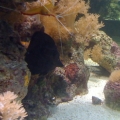 My black tang Obama