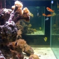 Side view of my tank.