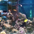 my tank.