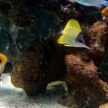 My new yellow longnose butterfly