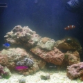 It's nice to see your tank again 


I hate phyto blooms