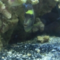 our first tang ever...Naso Tang (Achilles)