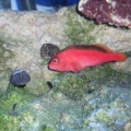 Scarlet Hawkfish (Cali)