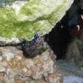 Metallic Blue Legged Hermit Crab (Hermes)