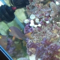 our Tangs