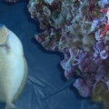 Bandit our Vlamingi Tang (my all time favourite fish!) and the new starfish:)