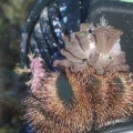 our crazy urchin!!!