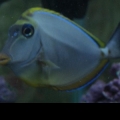 Blonde Naso Tang (we no longer have her)