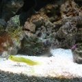 Yellow Watchman Goby