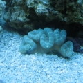 Candy Cane Coral