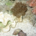 Silver Tip Xenia