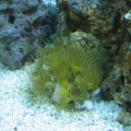 Yellow Polyps