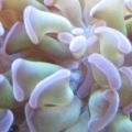 Hammer coral