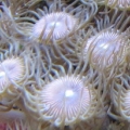 Pink palys