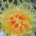 Dendrophyllia