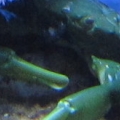 Emerald crab