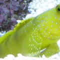 Yellow watchman goby - right now, he's watching for food!
