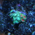 zoa polyps that started with 6 heads now has 20