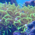 closeup of green star polyps