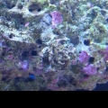 coraline algae