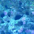 coraline algae
