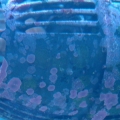 coraline algae
