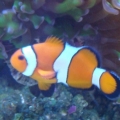 nemo
