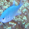 chromis
