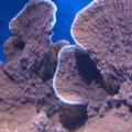 monti cap