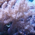 kenya athenia axenia