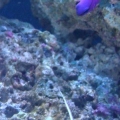 gramma and fire goby