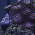 Zoas and crab