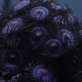 More Zoas