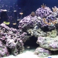 My tank around 03/06