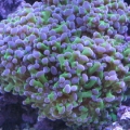 Purple Tipped Frogspawn