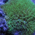 Green Star Polyps