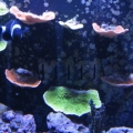 Monti On My Overflow