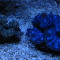 Maxima Clams