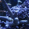 Mid Portion With HUGE Branch